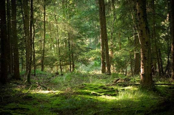 Locals asked for views on protected status for Forest