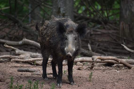 Researchers say boar pose threat to biodiversity