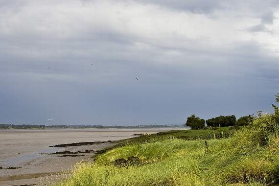 Severn wetlands are set for 'green recovery'