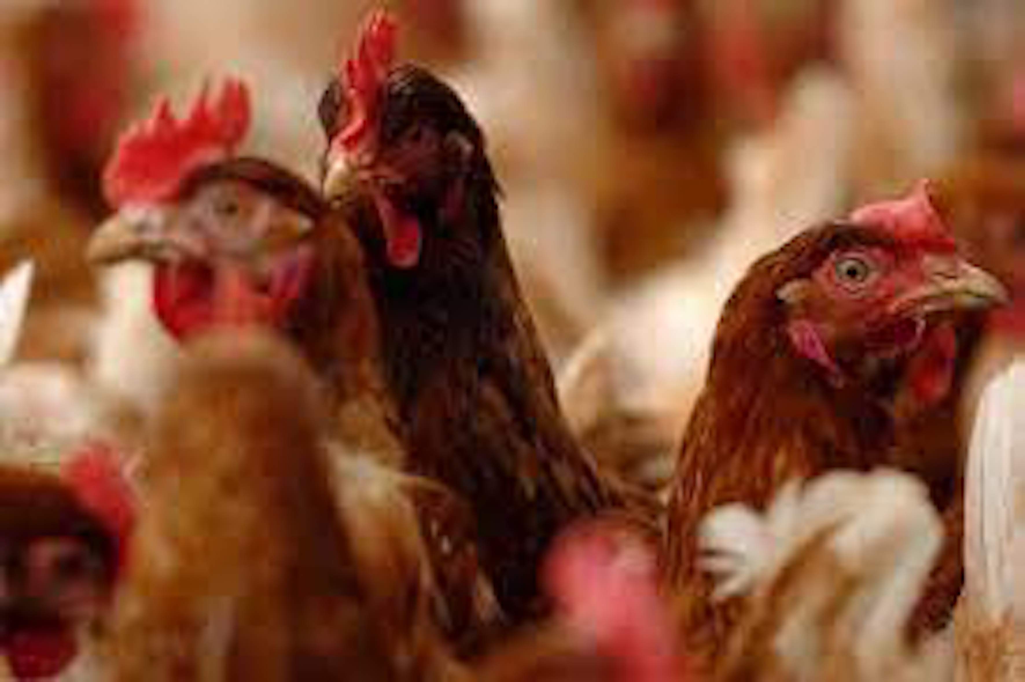 Fears poultry farm's 252,000 birds bid 'will damage ancient woodland' 