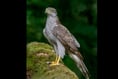Police appeal after rare goshawk found shot
