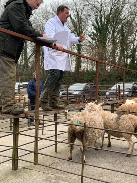 The Livestock Auction for Ukraine at Talybont-on-Usk Livestock Market