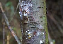 Fears tree disease could spread to the Forest