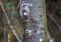 Fears tree disease could spread to the Forest
