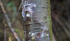 Fears tree disease could spread to the Forest