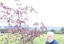 Forest verderers plant Jubilee beech trees in Coleford