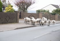 Injured sheep ‘suffering needlessly’: Commoners