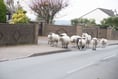 Injured sheep ‘suffering needlessly’: Commoners