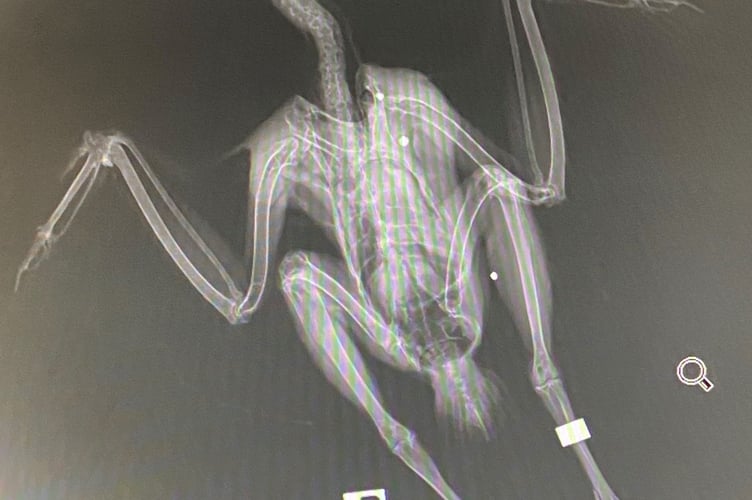 Appeal for information after birds found dead
