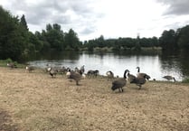Cull plan scrapped as Canada geese move on