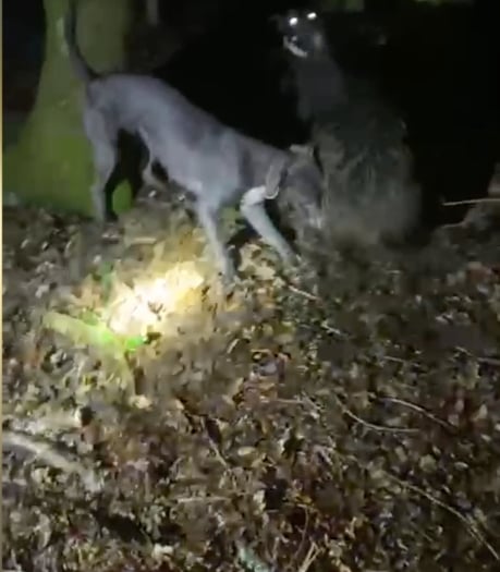 Man jailed for filming dogs killing wild boar in the Forest
