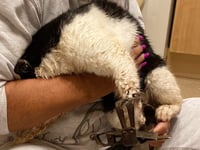 Appeal after cat’s leg caught in steel jaw trap