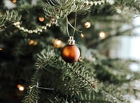 Lynne Albutt shares advice for looking after your Christmas tree