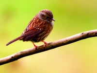Expert reveals top tips for spotting summer wildlife