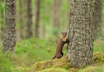 Volunteers sought to track ‘elusive’ martens