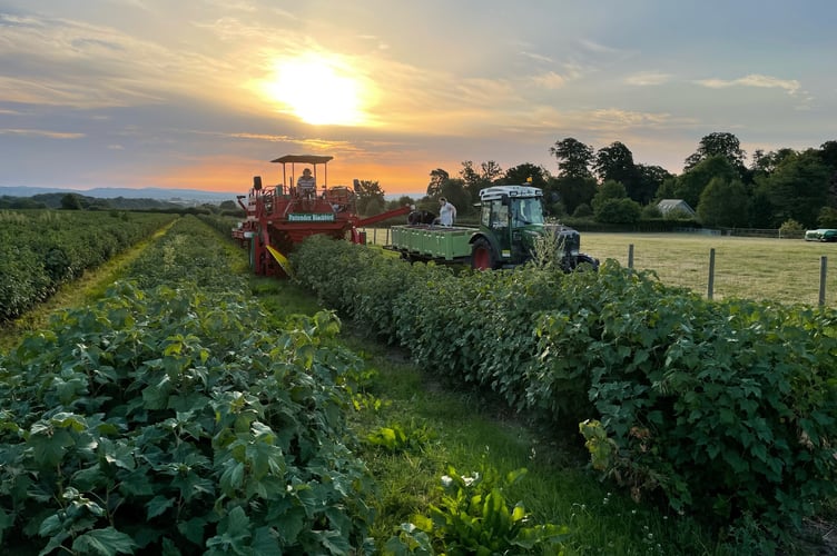 Ribena farm