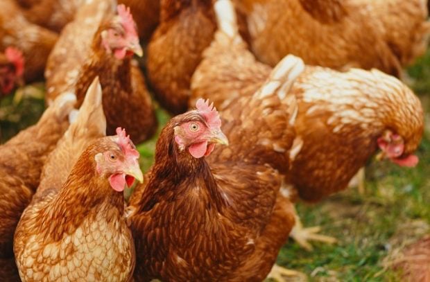 Avara pledges to act on manure pollution