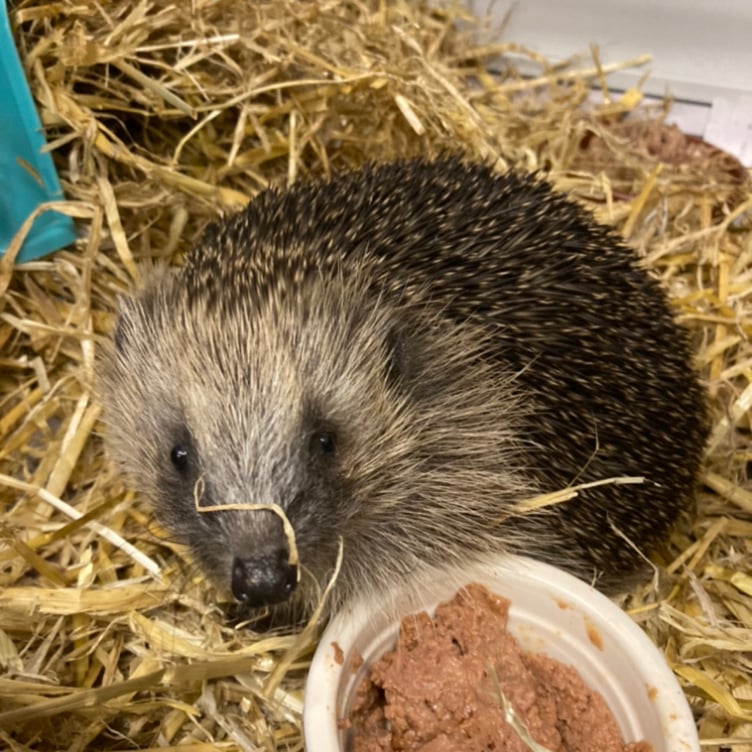 Samantha usually cares for around 10 hedgehogs at a time