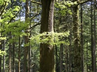 'Wild Isles' highlights work of the RSPB in the Forest