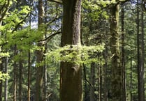 'Wild Isles' highlights work of the RSPB in the Forest