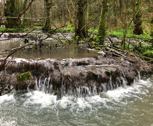 Rare brook dams 'saved' as park lodges plan rejected 