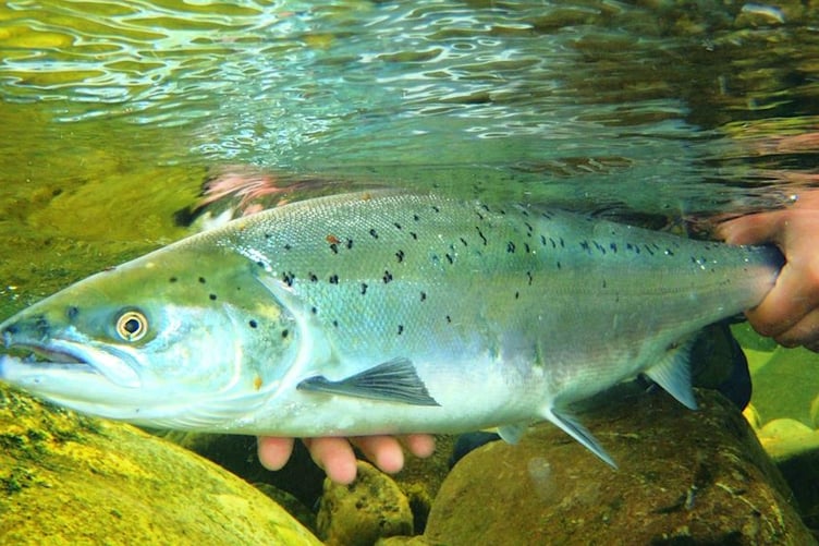 Salmon