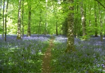 Spring Forest and Wye Flower Trail launches for families this Easter