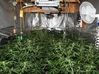 Cinderford cannabis farm shut down in police raid