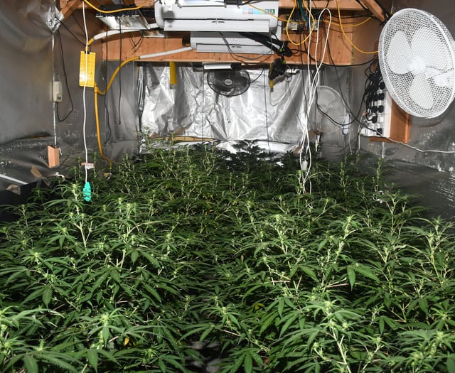 Cinderford cannabis farm shut down in police raid
