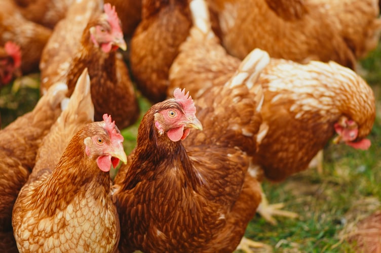 A planning application to build sheds for 42,000 chickens has been turned down after a court ruling overturned the original approval