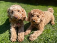 Police appeal after woman and her pet attacked by dogs