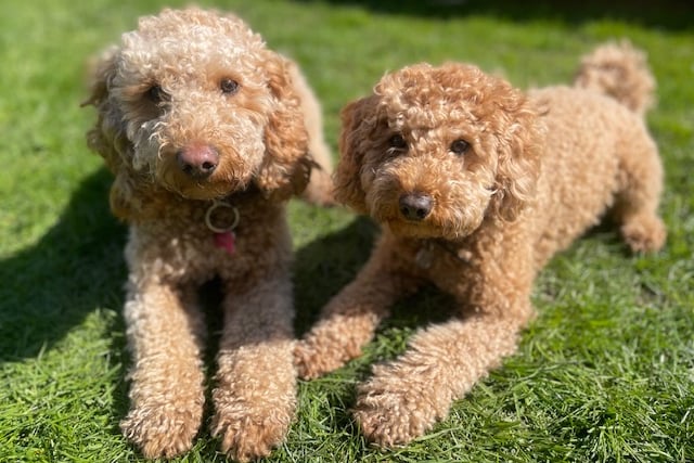 Cockapoo Bo (left) with daughter Coco