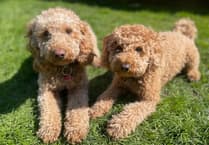 Police appeal after woman and her pet attacked by dogs