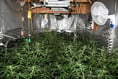 Man who grew £50k of cannabis to treat head injury is spared jail