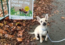 NO MUCKING ABOUT! Fines in offing for no dog poop bag