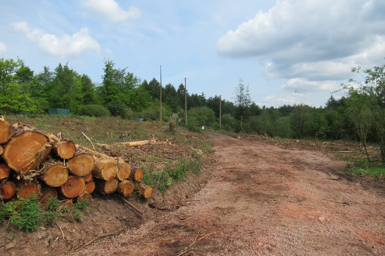 The drive up to Scarr Bandstand looks quite different after tree felling in recent months