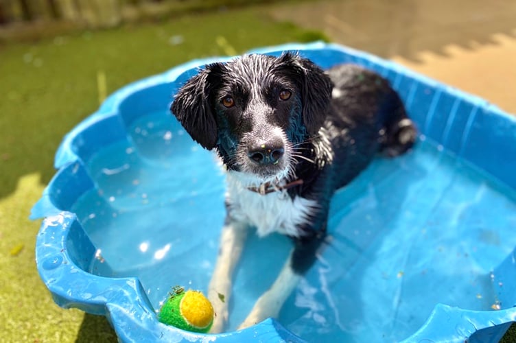 62560 Brody Collie x in paddling pool