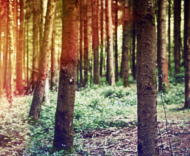 Experience 'The Secret Sounds of Trees' at Beechenhurst