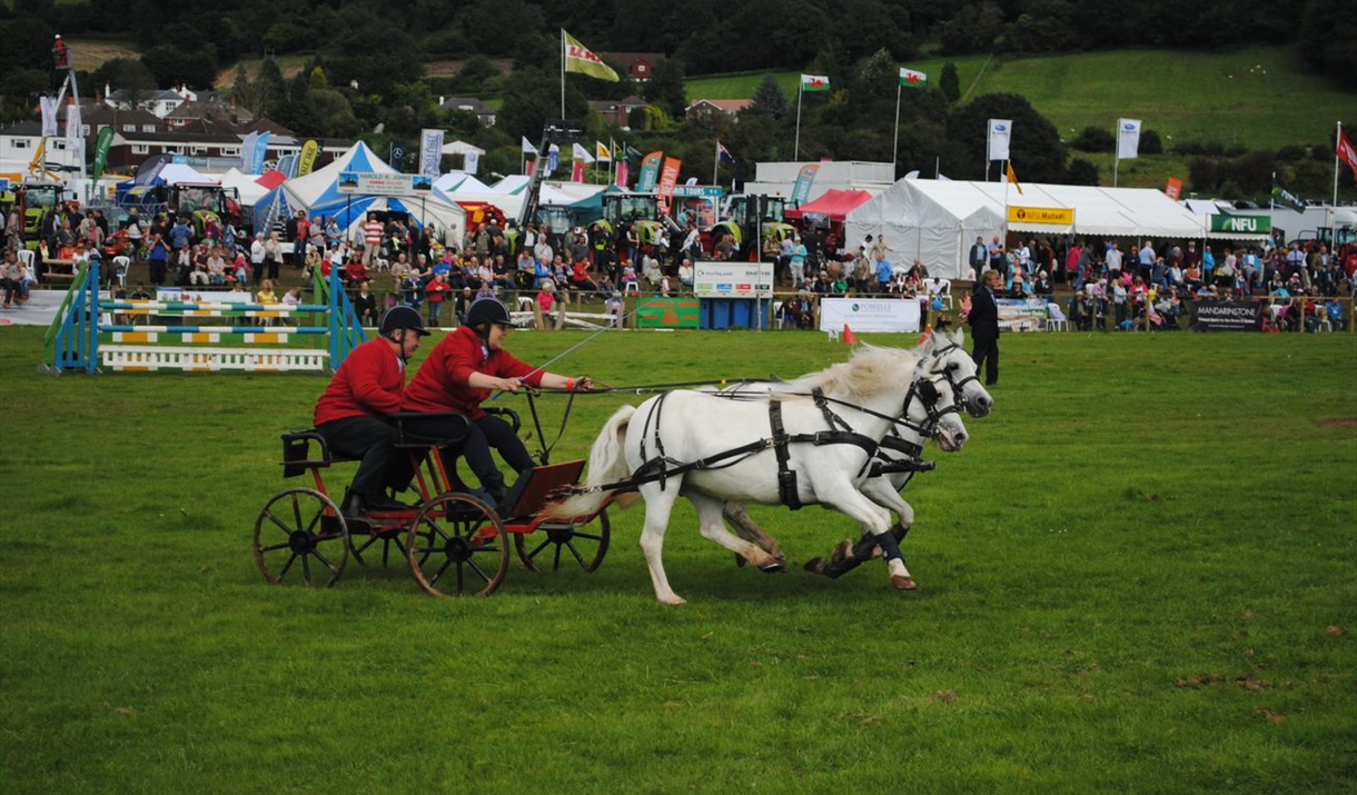 Livestock and  more at show