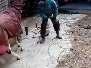 Ross farrier's animal ban appeal fails