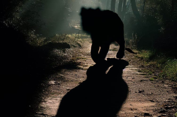 Big cat shadow