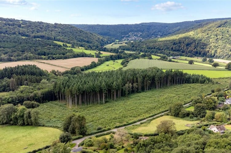 lindors wood