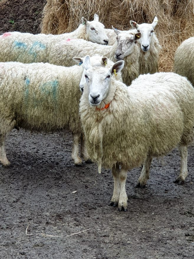 Sheep on Aberystwyth University farms
