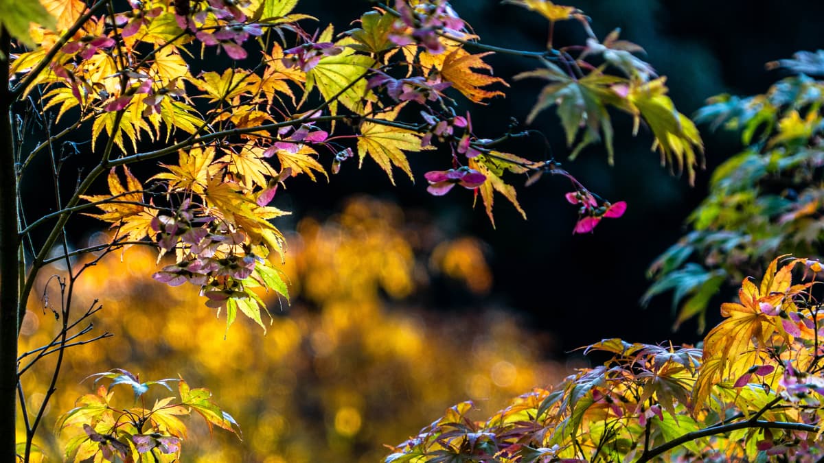 Weather paves way for spectacular autumn colour, say Forestry England ...