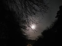 Council to trial lights switch off for wildlife