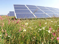 Laynes Wood Solar Farm – more than just panels