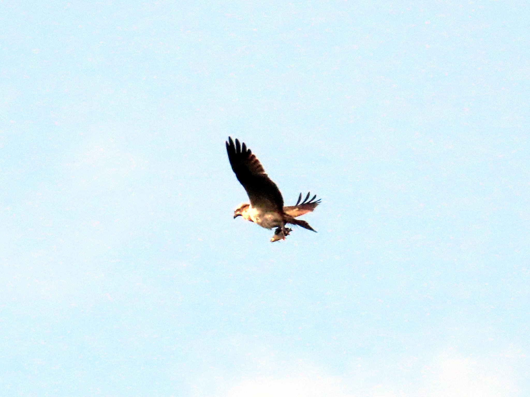 Osprey spotted at Cannop Ponds