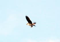 Osprey spotted fishing at Cannop Ponds in recent weeks