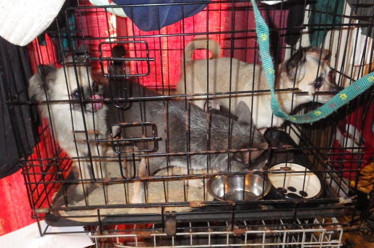Dogs in cages