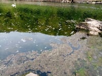 Judicial review into River Wye pollution